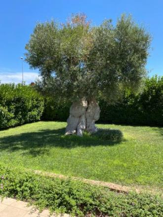 Polignano - neapolis rifinita villa 100 mq. locata ottima rendita